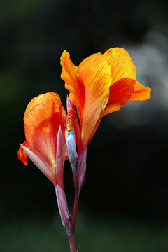orange canna lily flower or Canna indica or Canna &times; generalis featuring vibrant orange-yellow petals and a slender stalk
