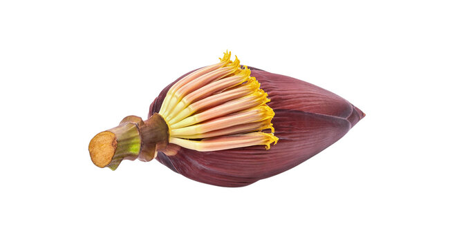 Fresh banana blossom flower bud isolated on black background