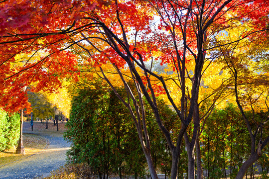 여의도 공원 단풍, Red Maple Trees Over Autumn Park Pathway with Yellow Foliage and Street Lamp for Seasonal Background