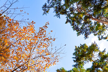 여의도 공원 단풍, Orange Autumn Leaves and Pine Trees Against Blue Sky from Low Angle View for Seasonal Background © bluecreamy