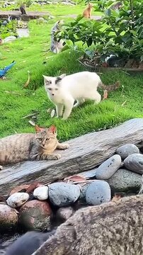Multiple colorful cats resting together outdoors in a lush green garden setting feline pets grass