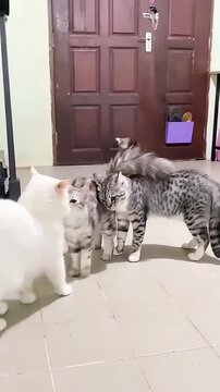 Group of cute domestic cats playing together on a tiled floor indoors cat kitten pet