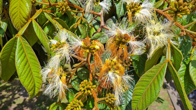 Flower of Inga edulis, a tropical tree of the Fabaceae family, with delicate white and green stamens