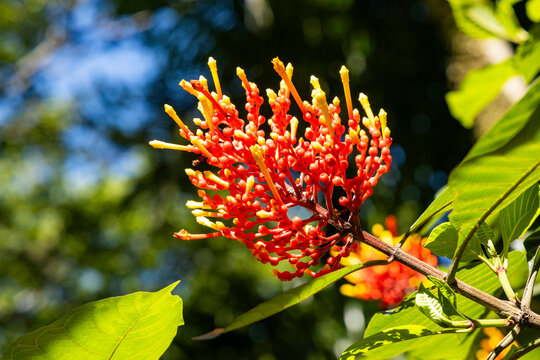 Exotic tropical flowers in a dense, colorful cluster, captured in their natural habitat in sunlight &ndash; Isertia haenkeana.