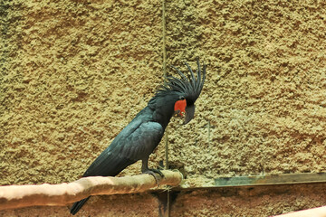 Palm cockatoo Probosciger aterrimus parrot with red cheek patch, black crest feathers perched on branch. Palm cockatoo is exotic tropical bird wildlife in nature rainforest © devmograph