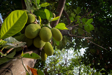 Young Artocarpus Heterophyllus Jackfruits on Tree Trunk © JakaSuryanta