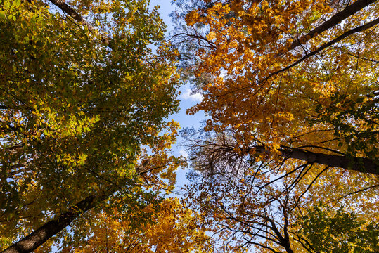 Scenic autumn forest covered with colorful fallen leaves creating vibrant natural carpet across the woodland floor. Tall deciduous trees with golden orange and red foliage surround peaceful landscape