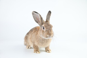 Fototapeta premium Healthy lovely baby bunny easter brown rabbit on white background. Cute fluffy rabbit on white background Lovely mammal with beautiful bright eyes in nature life. Easter Animal symbol concept.