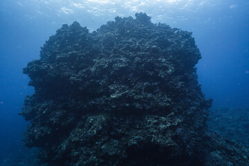 Massive Underwater Rock Formation Covered with Coral © Satoshi