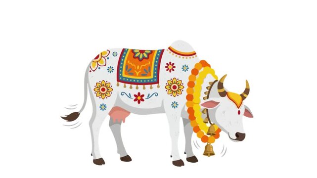 Video of Indian Cow Decorated with Marigold Garlands and Brass Jewelry for Govardhan Puja