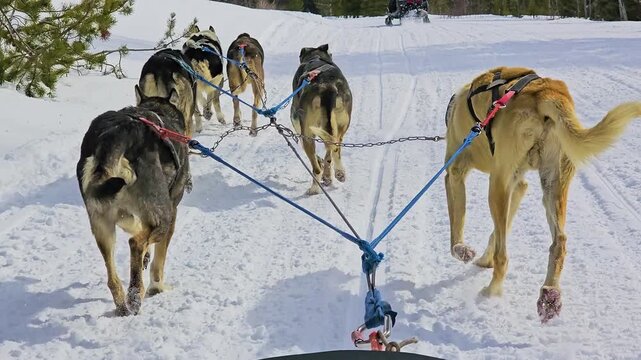 POV dogsledding footage shows working huskies pulling along a groomed forest route, with the sled in frame, snowbanks on both sides, and a guide leading the winter adventure on a clear day.