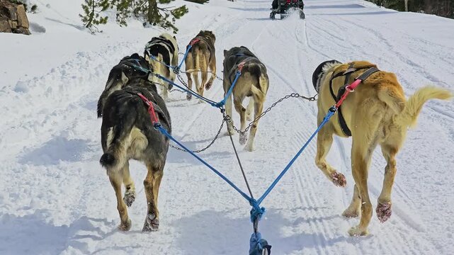 Dog sled team runs across a wide winter trail from the passenger's view, framed by evergreen woods, deep white snow, blue tow lines, and sunny mountain conditions during a scenic tour.