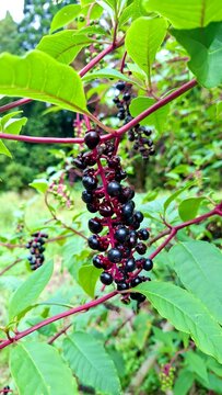 Ripe Black Pokeweed Berries Cluster on Magenta Stem with Fresh Green Leaves
