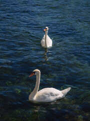 Two mute swans swimming in clear water © Abetehaael
