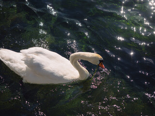 Mute swan feeding in sparkling water © Abetehaael