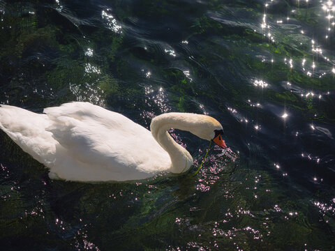 Mute swan feeding in sparkling water