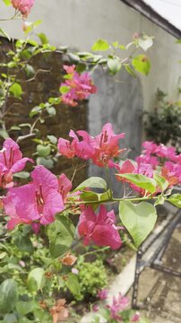 Pink Bougainvillea Flowers in Bloom Close Up
