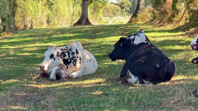 A static shot shows black and white cows lying on grass beneath trees, with a spotted cow facing forward and a darker cow resting beside it in dappled sunlight.