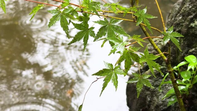 Rain-Wet Maple Leaves Beside Benten Pond at Zojoji Temple