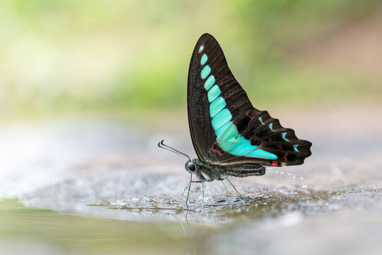 Graphium sarpedon or The Common Bluebottle absorbing minerals from a rock while simultaneously excreting fluid from Pang Sida National Park, Sa Kaeo Province, Thailand.