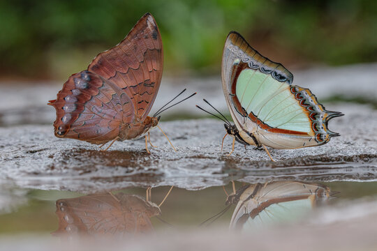 Charaxes bernardus hierax or The Common Tawny Rajah and Polyura jalysus or The Indian Yellow Nawab while sucking up mineral salt and water on rocks from Pang Sida National Park, Sa Kaeo Province.