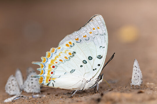 Polyura delphis concha or The Jewelled Nawab while sucking up mineral salt and water on sandy soil from Ban Krang Camp, Kaeng Krachan District, Kaeng Krachan National Park, Phetchaburi, Thailand.