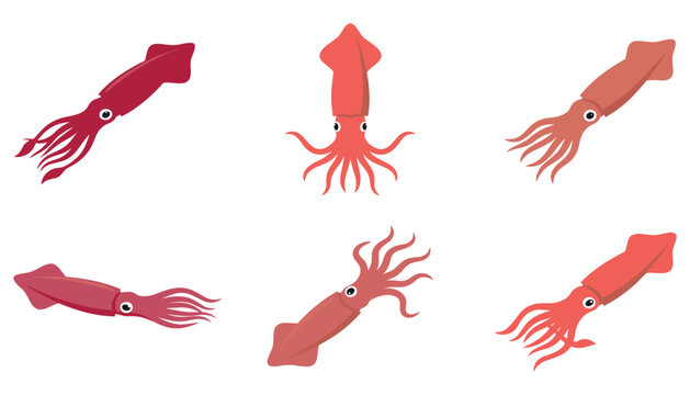 Fresh squid seafood vector illustration set. Calamari, marine animal, tentacles, raw, swimming, ocean wildlife, organic culinary cooking ingredients.