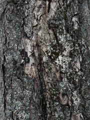 Fototapeta premium rugged, deeply textured bark of a mature tree trunk, featuring dark crevices, weathered wood grain, and patches of green moss and lichen for a natural organic background, copy space