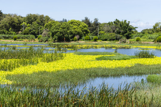 Beautiful lake covered with yellow water lilies in kinmen
