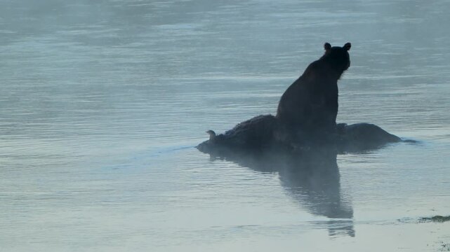 Grizzly Rests on Bison Carcass Submerged in River in Yellowstone