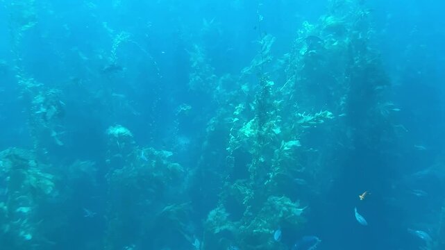 Underwater kelp forest with Garibaldi and calico bass swimming through blue water off Catalina Island