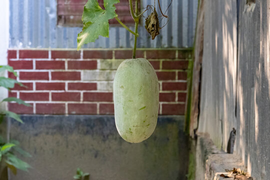 Close-up of green ash gourd wax melon hanging on a vine outdoors. Edible Benincasa hispida vegetable growing in rural household garden.