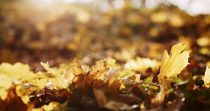 Golden autumn. Falling leaves. Wooden lush sparkling flooring on natural background of blurred beautiful colorful bright garden park.