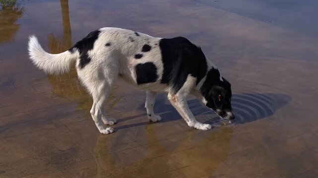 A black and white stray dog drinks from a rain puddle on a paved promenade, documenting urban animal welfare and street rescue needs for nonprofit campaigns, community outreach and public education.