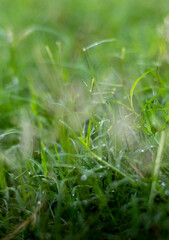 dew drops on grass © Boonchob Chuaynum