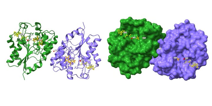 Human thymidylate kinase complexed with thymidine monophosphate, adenosine diphosphate and a magnesium-ion. 3D cartoon and molecular surface models, chain entity color scheme, pdb 1e2f