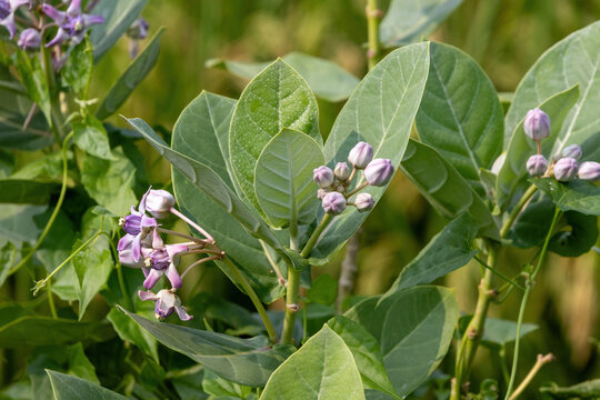 Blooming purple crown flowers and buds growing on a plant stem. Close-up of Calotropis gigantea milkweed plant in natural daylight environment.