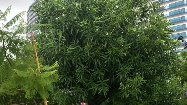 Green hedges and ornamental shrubs border an urban building, illustrating exterior landscaping for property management, groundskeeping services and commercial real estate presentation in Batumi
