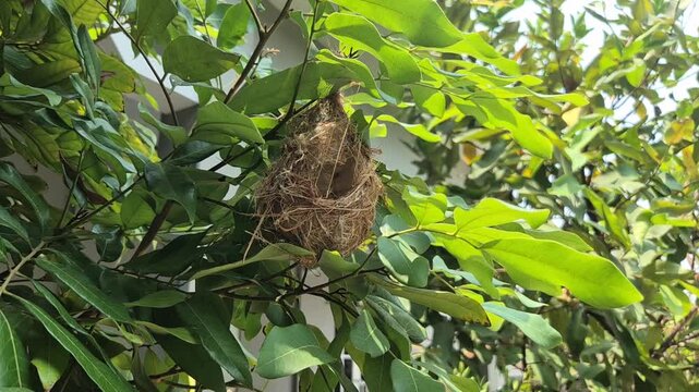 Wild bird nest hanging on a green tree branch with lush leaves in a park
