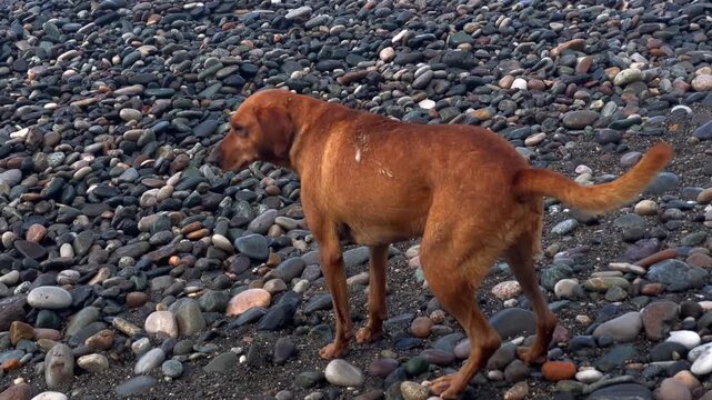 A tagged brown dog walks away along a pebble beach in Batumi as waves break nearby. The view widens from the animal to the shoreline, supporting stories about animal welfare and dogs in communities