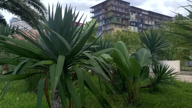 Large sword shaped leaves fill the foreground beside a weathered apartment block in Batumi, linking tropical planting with dense urban housing for gardening, residential renewal and city landscape