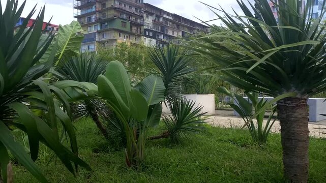 Broad leaves and spiky plants frame an aging apartment facade as the camera moves through a planted courtyard in Batumi, useful for stories about urban greenery, housing and neighborhood renewal