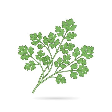 Fresh Green Cilantro Coriander Leaves Vector Illustration Isolated on White Background - indonesian spice, bumbu dapur, cooking ingredient