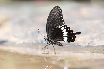 Papilio polytes romulus or The Common Mormon while sucking up mineral salt and water on rocks from Tat Ton National Park, Mueang Chaiyaphum District, Chaiyaphum Province, Thailand. © Saharath