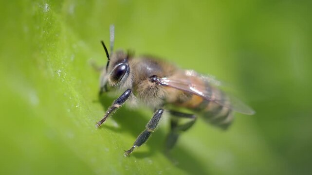 A bee resting on a vibrant green leaf in a sunlit garden during the day