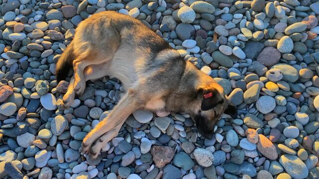 A tagged stray dog lies on a pebble beach in close view, presenting an authentic urban animal welfare story about street pets, responsible care and community support in a coastal city today
