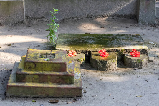 Sacred Tulsi Mancha altar with holy basil plant and red hibiscus flowers. Traditional Hindu worship shrine in a rural South Asian courtyard.