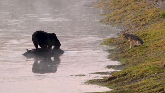 Grizzly Tears into Bison Carcass While Wolf Watches from Shoreline