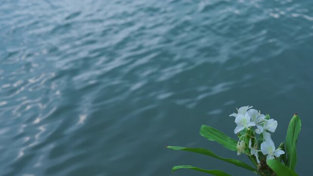 water waves and  white flower