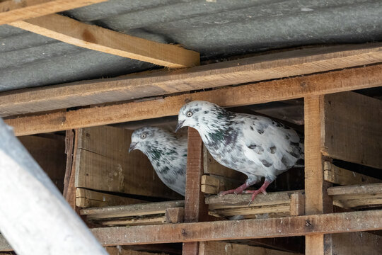 Pair of domestic pigeons sitting inside a rustic wooden pigeon coop. White and speckled birds perched on a wooden loft shelter.